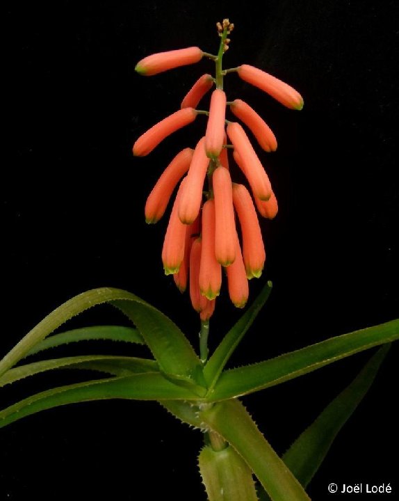 Aloe ciliaris JL P1000692